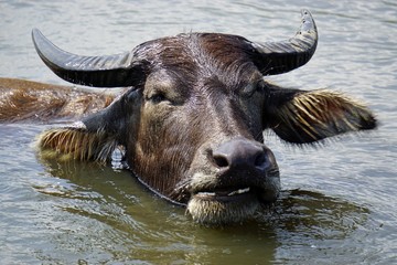 water buffalo in a puddle