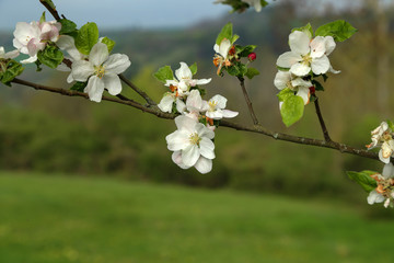 Flowers of the fruit trees on a spring day