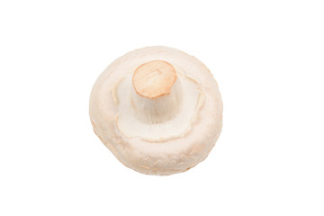 Champignon mushroom isolated on white background.
