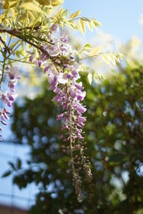 Fiore di glicine