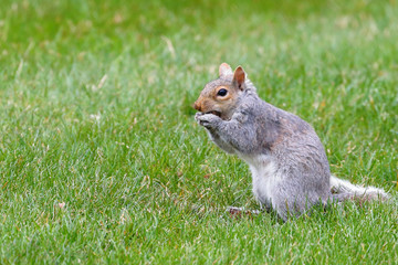 A cute grey squirrel (Sciurus Carolinensis) eating an acorn in New England woods.