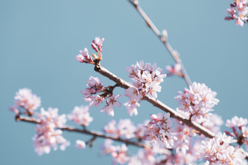 Beautiful cherry blossom sakura in spring time over blue sky