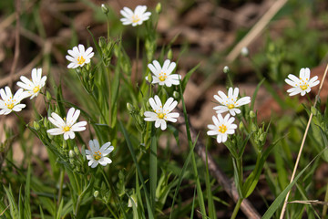 Beautiful white stitchwort flowers with vibrant green stems and leaves