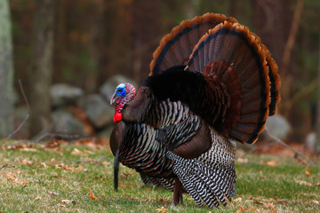 Wild Turkey with open wings in the woods in Massachusetts 