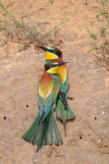 A pair of bee eaters
