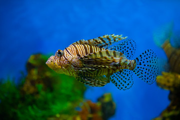Lionfish (dendrochirus zebra), fish in an aquarium