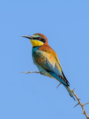 bee eater perched on a branch