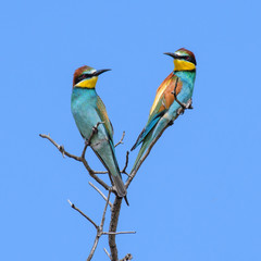 bee eater perched on a branch