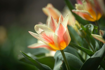 Beautiful flowers of pink tulips with a blurred background.