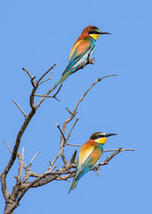 two bee eaters
