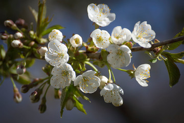 Fototapeta na wymiar A sprig of beautifully blooming fruit tree in early spring.