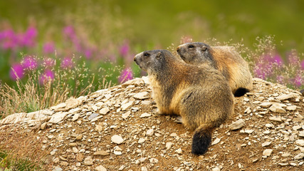 Two alpine marmots, marmota marmota, resting in nature and looking away with copy space. Concept of friendship between animals. Adorable wild mammals in summer.