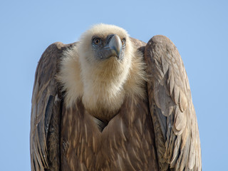 close up of a vulture