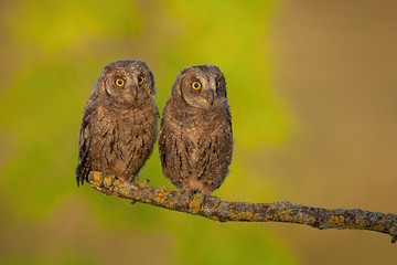 Surprised eurasian scops owl, otus scops, young chicks perched in spring nature at sunrise. Curious tiny wild animals looking in spring forest. Bird of prey in wilderness.