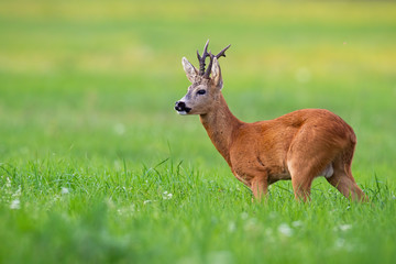 Elegant roe deer, capreolus capreolus, buck standing in morning wilderness and listening curiously. Male adult animal with antlers in fresh green nature. Wild mammal with blurred background.