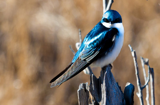 Tree Swallow