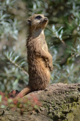 meerkat on a rock