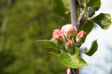 Red Gloria Mundi apple flower buds