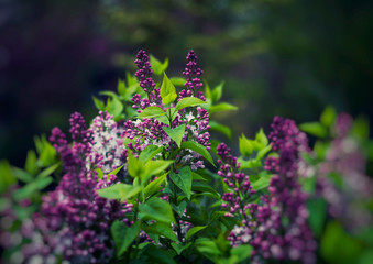 lilac bush in green leaves, purple lilac flowers in spring