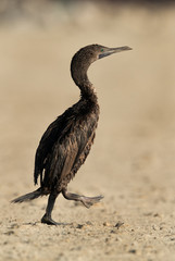 Socotra cormorant walking