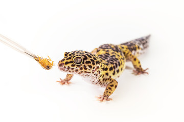 Cute leopard gecko (Eublepharis Macularius) eats cockroach on a white background.