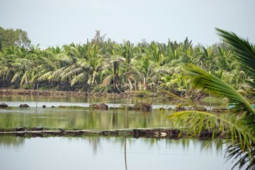 Obraz premium rural agriculture fields in central vietnam