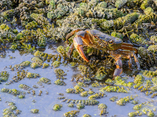 red crab on the beach