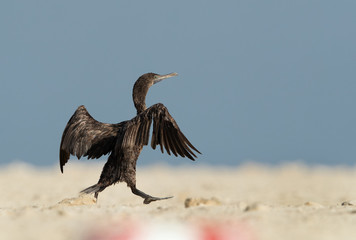 Socotra cormorant running away
