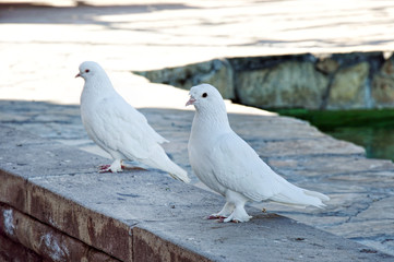 Symbol of purity white pigeon couple waiting in the shade