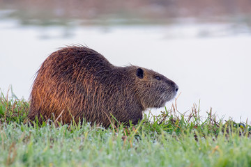 marmot in the grass