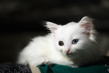 white kitten lies in the twilight