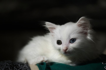 white kitten lies in the twilight