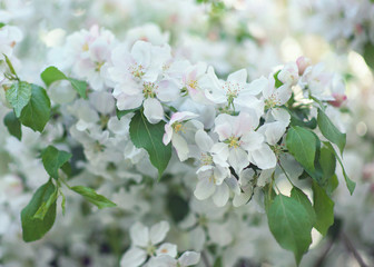 Close up of blooming apple tree - 341449948
