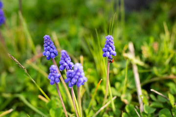 Muscari flowers with ladybug in the garden