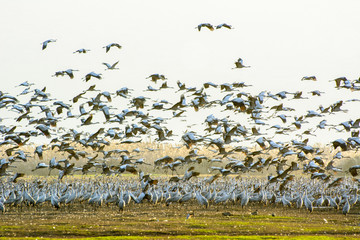 flock of cranes