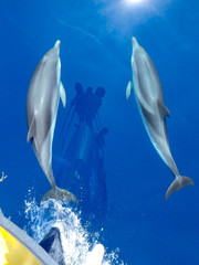 Striped dolphins swimming and playing in pristine blue water under a sailboat, Stenella...