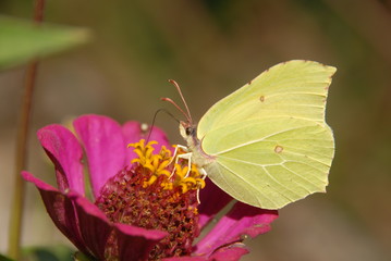 Gonepteryx batterfly on blooming flower.