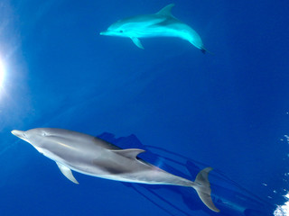 Striped dolphins swimming and playing in pristine blue water under a sailboat, Stenella coeruleoalba, in Mallorca, a balearic island, Spain.  Sunny day and clear water, on a whalewatching tour.