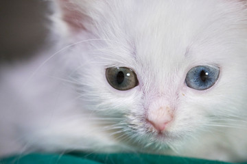 Kitten Of the Turkish Angora large