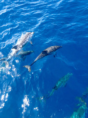 Image of Striped dolphins swimming and playing in pristine blue water under a sailboat, Stenella coeruleoalba, in Mallorca, a balearic island, Spain. Sunny day and clear water, on a whalewatching tour. printed on Printed Glass Splashbacks