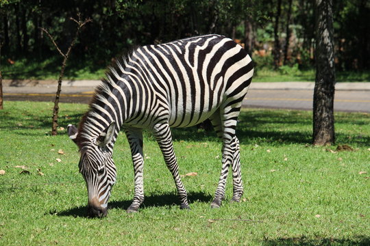 Zebra Eating Grass