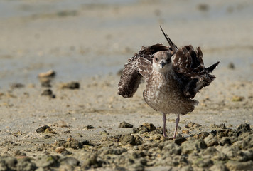 Heuglins gull juvenile preening