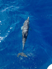 Image of Striped dolphins swimming and playing in pristine blue water under a sailboat, Stenella coeruleoalba, in Mallorca, a balearic island, Spain. Sunny day and clear water, on a whalewatching tour. printed on Printed Glass Splashbacks