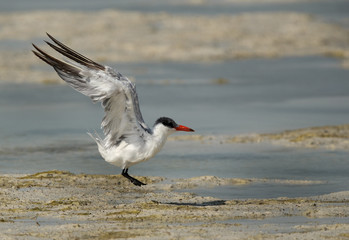 Caspian tern landing