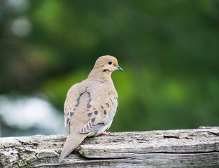 dove on the fence