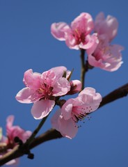 pink  peach blossom
