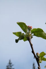 Red Gloria Mundi apple flower buds