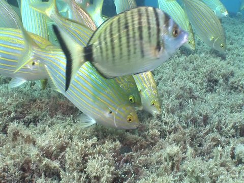 mediterranean sea fish feeding around parrotfish and breams underwater ocean scenery with fish sarpa salma dream fish
