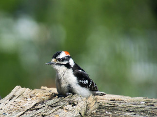 Downy woodpecker on fence