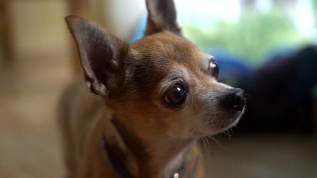 Brown Chihuahua looks for food